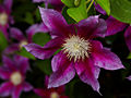 Clematis Red Peard IMG_4363 Powojnik